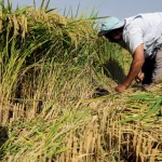 فلاح مصري أثناء حصاد محصول الأزر بمحافظة الشرقية (رويترز)