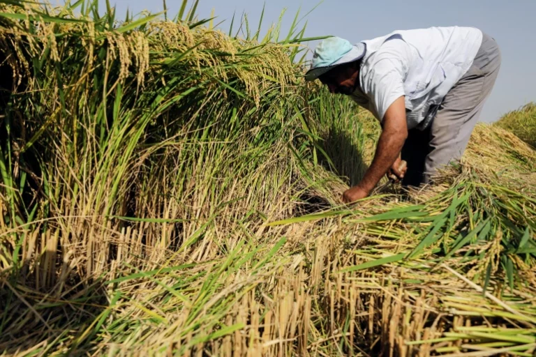 فلاح مصري أثناء حصاد محصول الأزر بمحافظة الشرقية (رويترز)