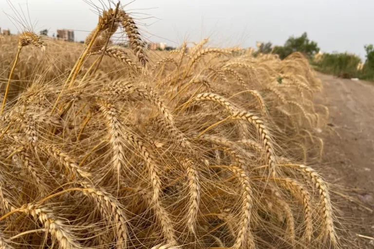 تستورد مصر من روسيا وأوكرانيا ما يقرب من 80% من إجمالي وارداتها من القمح (الجزيرة)